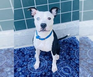 American Pit Bull Terrier-Unknown Mix Dogs for adoption in Rancho Cucamonga, CA, USA