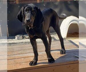 Black and Tan Coonhound Dogs for adoption in Frisco, CO, USA