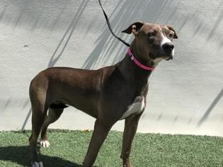 American Pit Bull Terrier Dogs for adoption in Visalia, CA, USA