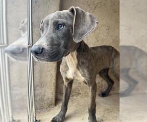 Mutt Dogs for adoption in Oklahoma City, OK, USA