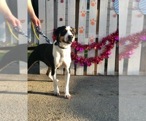 Bernese Mountain Dog-Unknown Mix Dogs for adoption in Orangeburg, SC, USA