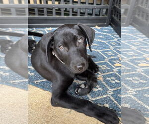 Labrador Retriever-Unknown Mix Dogs for adoption in Fort Worth, TX, USA