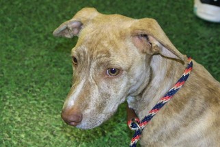 Basschshund Dogs for adoption in Rowayton, CT, USA