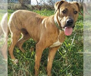 Labrador Retriever-Plott Hound Mix Dogs for adoption in Knoxville, TN, USA