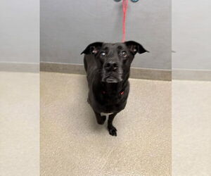 Labrador Retriever-Unknown Mix Dogs for adoption in Las Vegas, NV, USA