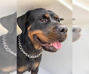 Rottweiler Dogs for adoption in Houston, TX, USA