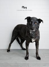 Australian Shepherd-Unknown Mix Dogs for adoption in Littleton, CO, USA