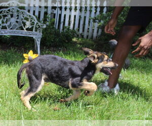 German Shepherd Dog-Unknown Mix Dogs for adoption in Holly Hill, SC, USA
