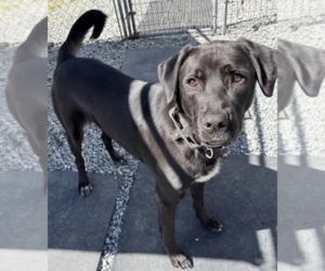 Labrador Retriever Dogs for adoption in Thomasville, NC, USA