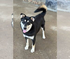 Siberian Husky-Unknown Mix Dogs for adoption in Riverside, CA, USA