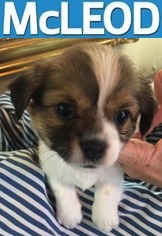 Boglen Terrier Dogs for adoption in DALLAS, TX, USA