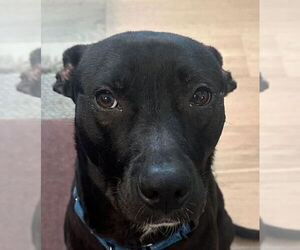 Mutt Dogs for adoption in Canton, CT, USA