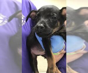 Doberman Pinscher Dogs for adoption in Conroe, TX, USA