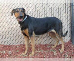Doberman Pinscher Dogs for adoption in Norco, CA, USA