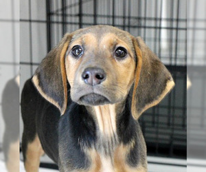 Labrador Retriever-Unknown Mix Dogs for adoption in Bamberg, SC, USA