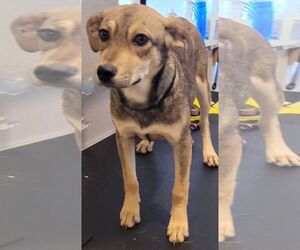 Mutt Dogs for adoption in Carrollton, TX, USA