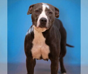 American Pit Bull Terrier-Unknown Mix Dogs for adoption in Rowlett, TX, USA