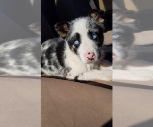 Australian Shepherd-Unknown Mix Dogs for adoption in Pena Blanca, NM, USA