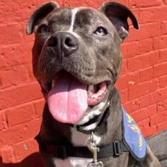 American Pit Bull Terrier Dogs for adoption in Woodside, NY, USA