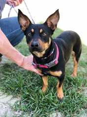 Doxie-Pin Dogs for adoption in Elmsford, NY, USA