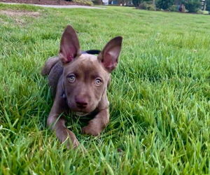 Australian Kelpie-Weimaraner Mix Dogs for adoption in Raleigh, NC, USA