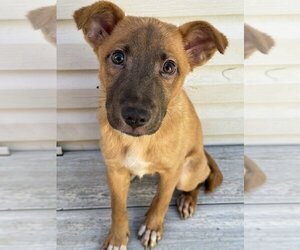 Mutt Dogs for adoption in Springfield, VA, USA