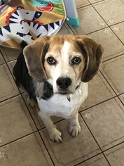 Beagle Dogs for adoption in Tonawanda, NY, USA