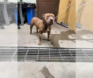 American Pit Bull Terrier Dogs for adoption in Stockton, CA, USA