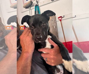Mutt Dogs for adoption in New London, WI, USA