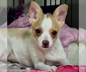 Rat Terrier-Unknown Mix Dogs for adoption in Atlanta, GA, USA