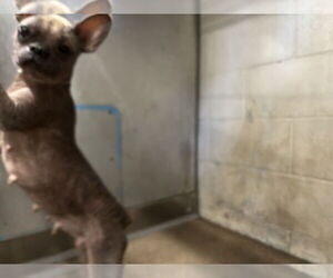 French Bulldog-Unknown Mix Dogs for adoption in San Bernardino, CA, USA