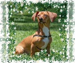 Dachshund Dogs for adoption in New Castle DE, DE, USA