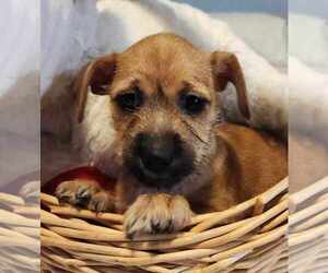 Chihuahua-Unknown Mix Dogs for adoption in Phoenix, AZ, USA