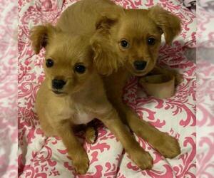 Cairn Terrier Dogs for adoption in Tempe, AZ, USA
