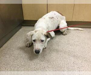 Mutt Dogs for adoption in Riverside, CA, USA