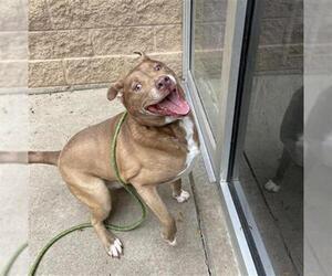 American Pit Bull Terrier-Siberian Husky Mix Dogs for adoption in Aurora, IL, USA