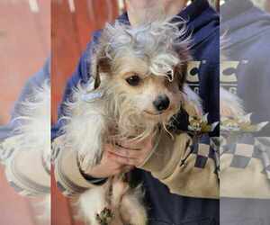Poodle (Miniature)-Unknown Mix Dogs for adoption in MIDWAY, UT, USA