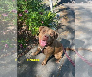 Staffordshire Bull Terrier-Unknown Mix Dogs for adoption in Woodland Hills, CA, USA