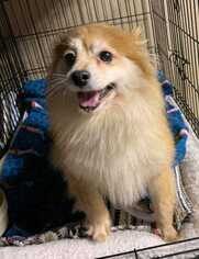 Pomeranian Dogs for adoption in Aurora, CO, USA