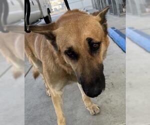 German Shepherd Dog Dogs for adoption in Bakersfield, CA, USA