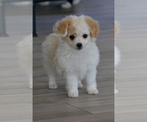 Dachshund Dogs for adoption in Hesperia, CA, USA