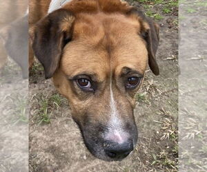 Boxer-Unknown Mix Dogs for adoption in Canton, CT, USA