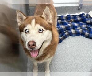 Siberian Husky Dogs for adoption in Orange, CA, USA