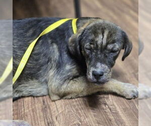 Medium Photo #3 German Shepherd Dog-Pointer Mix Puppy For Sale in Claremore, OK, USA