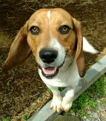 Beagle Dogs for adoption in Rutledge, TN, USA