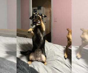 Chihuahua-Unknown Mix Dogs for adoption in San Antonio, TX, USA