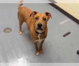 Labrador Retriever-Unknown Mix Dogs for adoption in Denver, CO, USA