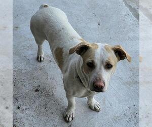 American Staffordshire Terrier-Unknown Mix Dogs for adoption in San Antonio, TX, USA