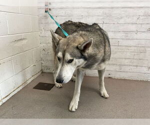 Siberian Husky Dogs for adoption in San Bernardino, CA, USA