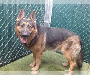 German Shepherd Dog Dogs for adoption in Downey, CA, USA